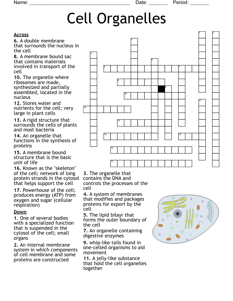 Cell Organelles Crossword WordMint