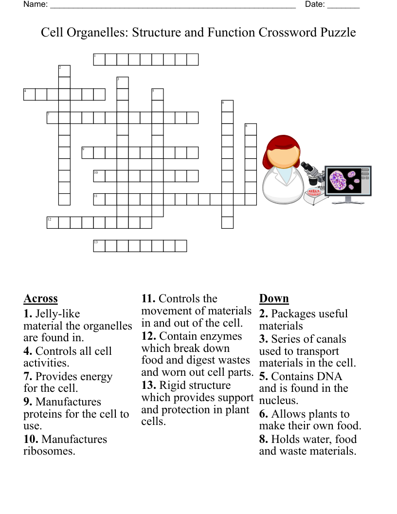 Cell Organelles Structure And Function Crossword Puzzle WordMint