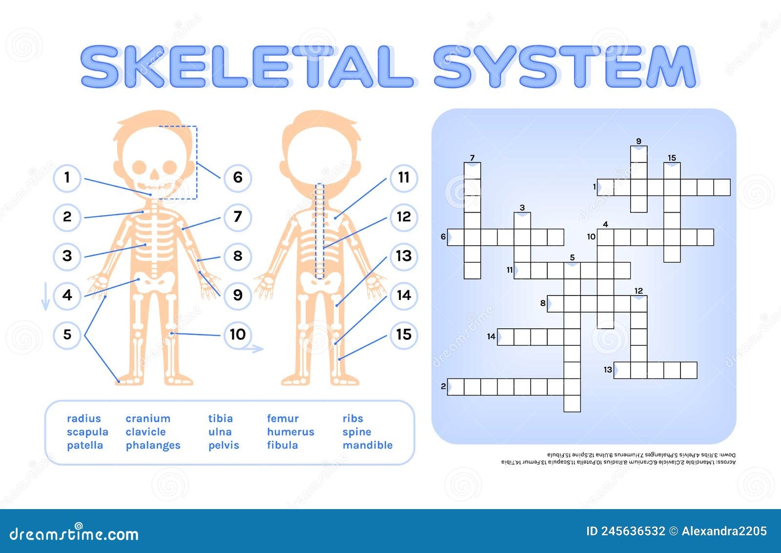 Crossword Puzzle For Children Skeletal System Page From Workbook Print Worksheet For Anatomy And Biology Lesson Stock Vector Illustration Of Worksheet Word 245636532
