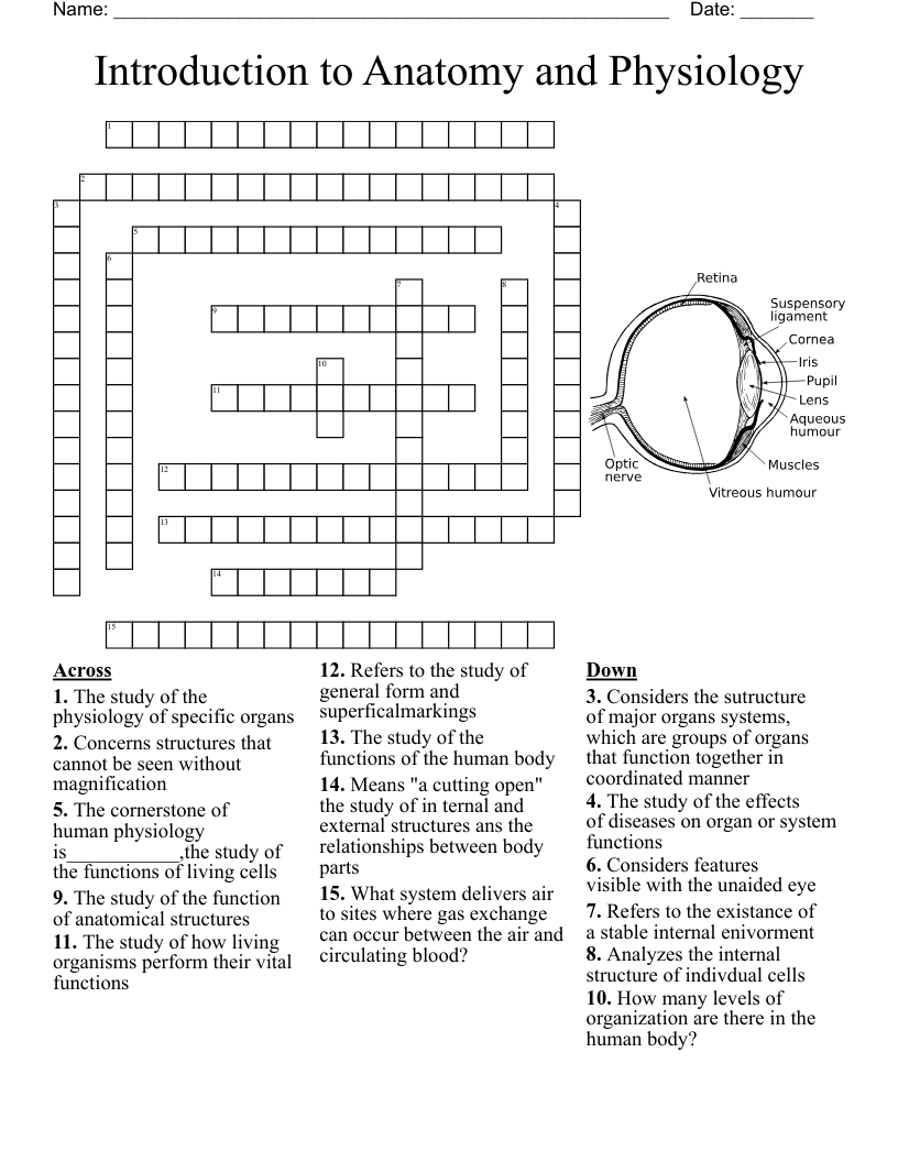 Introduction To Anatomy And Physiology Crossword WordMint