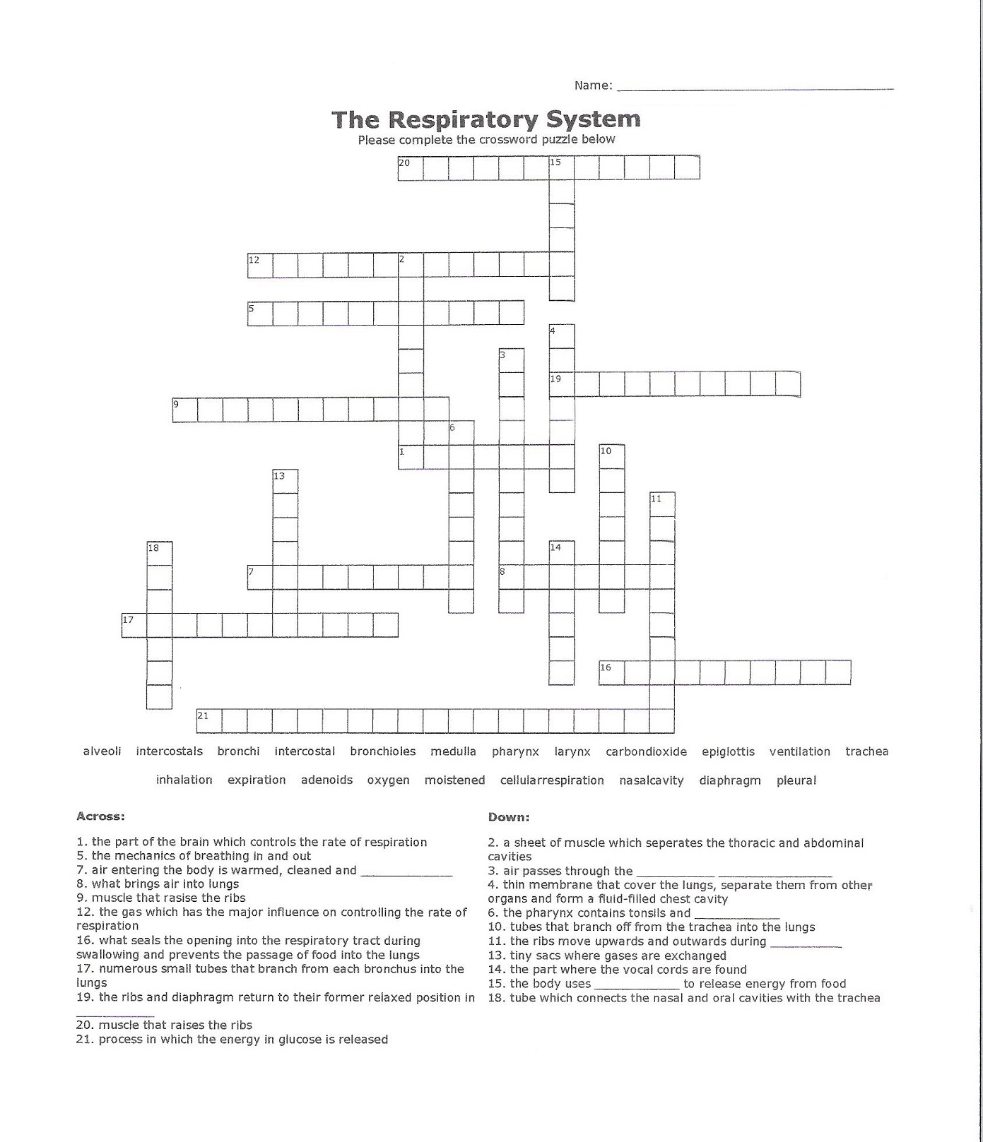 respiratory system crossword puzzle printable