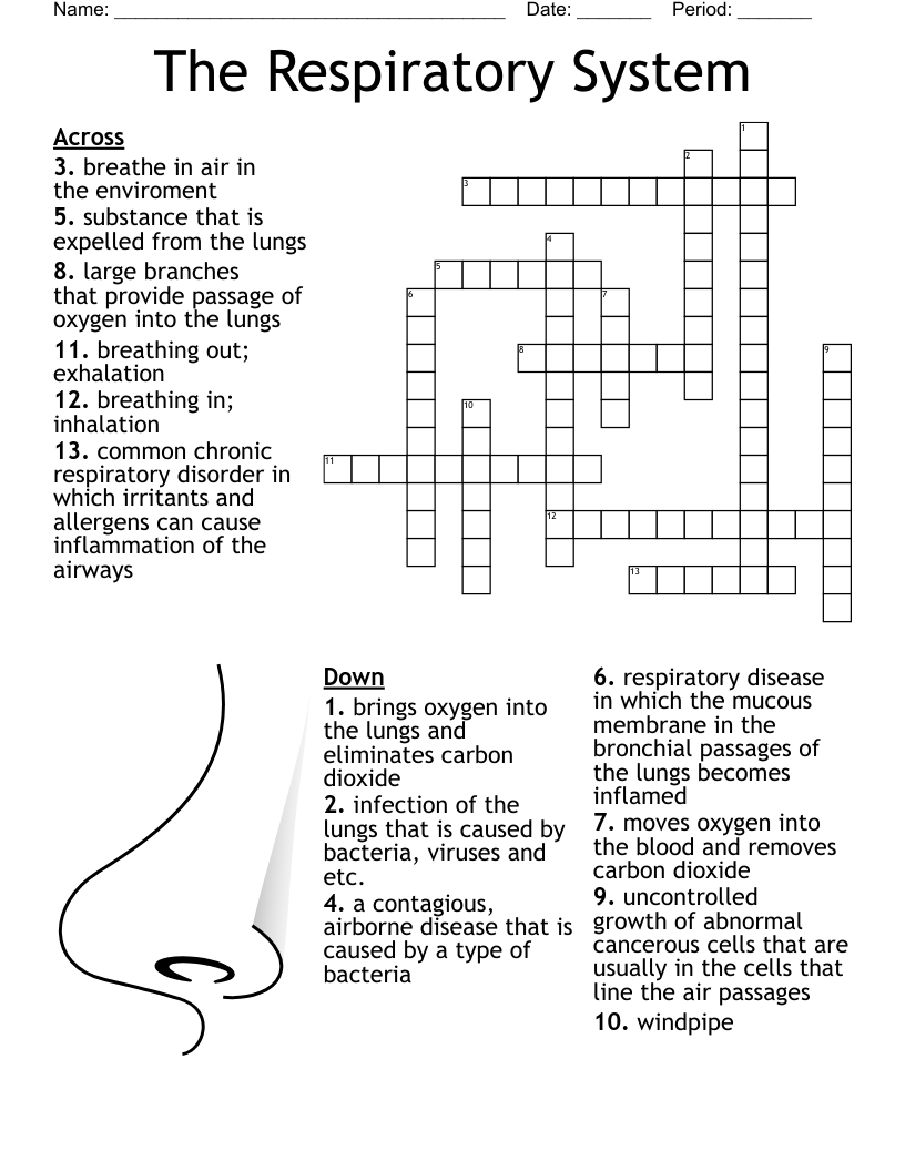 Respiratory System Crossword Puzzle WordMint
