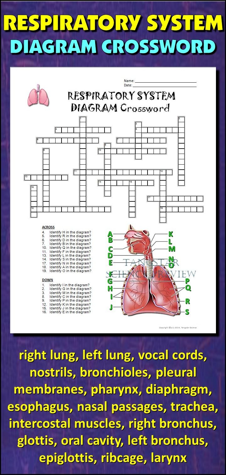 Respiratory System Crossword With Diagram Printable Distance Learning Option