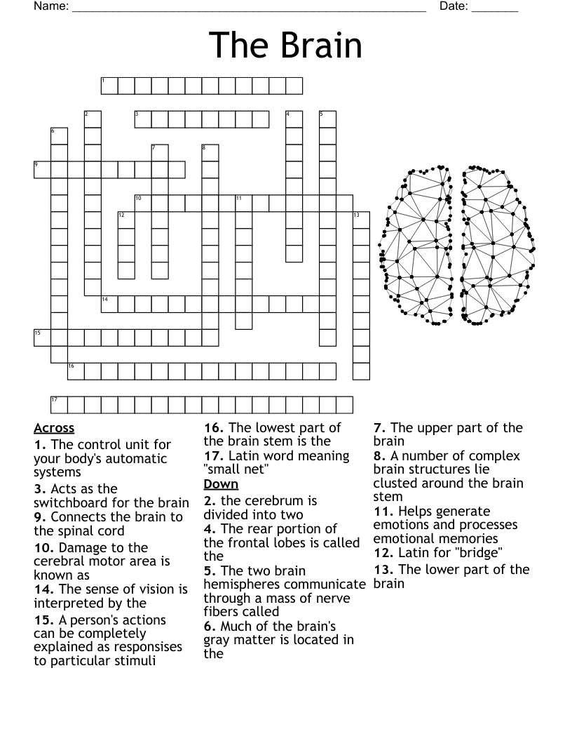 The Nervous System Crossword WordMint